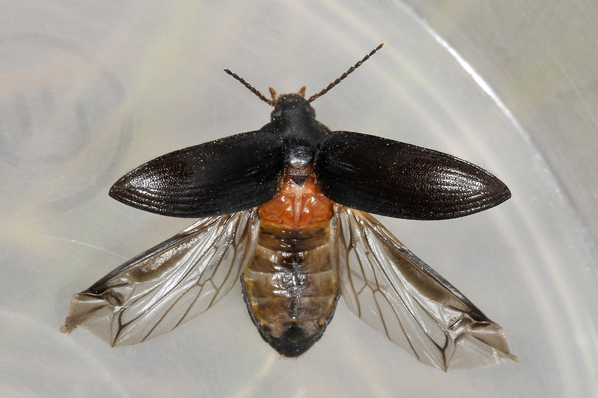 Tenebrionidae: Prionychus ater